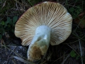 Verblassender Tubling