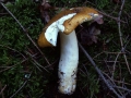 Russula ochroleuca - Ockergelber Tubling - Weferlingen