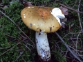 Russula ochroleuca - Ockergelber Tubling - Weferlingen