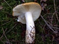 Russula ochroleuca - Ockergelber Tubling - Weferlingen