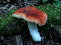 Russula velenovskyi - Ziegelroter Tubling - Weferlingen