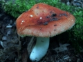 Russula velenovskyi - Ziegelroter Tubling - Weferlingen