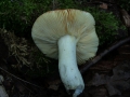 Ziegelroter Tubling