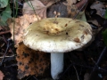 Russula aeruginea - Grasgrner Tubling - Weferlingen