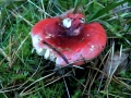 Roter Herings - T�ubling