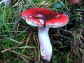 Russula&nbsp;xerampelina&nbsp;-&nbsp;Roter Herings - T�ubling&nbsp;-&nbsp;Weferlingen