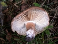 Russula nigricans - Dickblttriger Schwarz - Tubling - Weferlingen