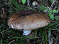 Russula nigricans - Dickblttriger Schwarz - Tubling - Weferlingen