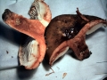 Russula nigricans - Dickblttriger Schwarz - Tubling - Weferlingen