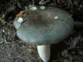 Russula cyanoxantha - Frauen -Tubling - Weferlingen