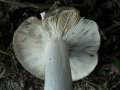 Russula cyanoxantha - Frauen -Tubling - Weferlingen