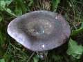 Russula cyanoxantha - Frauen -Tubling - Weferlingen