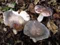 Russula grisea - Taubentubling - Weferlingen