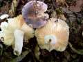 Russula grisea - Taubentubling - Weferlingen