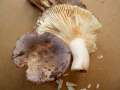 Russula grisea - Taubentubling - Weferlingen