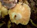 Russula grisea - Taubentubling - Weferlingen