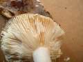 Russula grisea - Taubentubling - Weferlingen