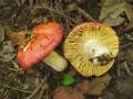 Russula maculata - Gefleckter Tubling - Weferlingen