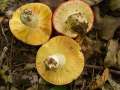 Russula maculata - Gefleckter Täubling - Weferlingen