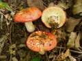 Russula maculata - Gefleckter Tubling - Weferlingen