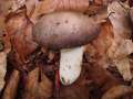 Russula cyanoxantha - Frauen-Tubling - Weferlingen