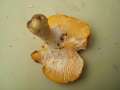 Russula aurea - Gold-Tubling - Weferlingen