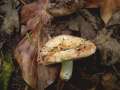 Russula maculata - Gefleckter Tubling - Weferlingen