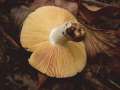 Russula maculata - Gefleckter Tubling - Weferlingen