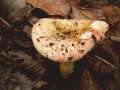 Russula maculata - Gefleckter Tubling - Weferlingen
