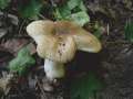 Russula recondita - Kratzender Kammtubling - Weferlingen