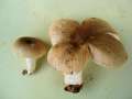 Russula recondita - Kratzender Kammtubling - Weferlingen