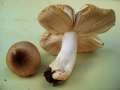 Russula recondita - Kratzender Kammtubling - Weferlingen
