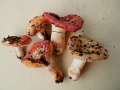 Russula maculata - Gefleckter Tubling - Weferlingen