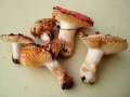 Russula maculata - Gefleckter Tubling - Weferlingen
