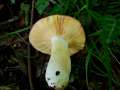 Russula maculata - Gefleckter Tubling - Weferlingen