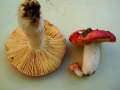 Russula maculata - Gefleckter Tubling - Weferlingen