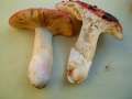 Russula maculata - Gefleckter Tubling - Weferlingen