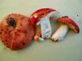 Russula maculata - Gefleckter Tubling - Weferlingen