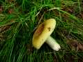 Russula olivacea - Rotstieliger Leder-Tubling;Wechselfarbiger Leder-Tubling - Weferlingen