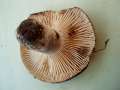 Russula nigricans - Dickblttriger Schwrz-Tubling - Weferlingen
