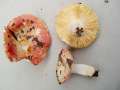 Russula maculata - Geflecktblttriger Tubling - Weferlingen