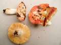 Russula maculata - Geflecktblttriger Tubling - Weferlingen