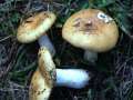 Ockergelber Tubling