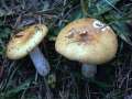 Russula ochroleuca - Ockergelber Tubling - Zichtau