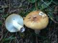 Russula ochroleuca - Ockergelber Tubling - Zichtau