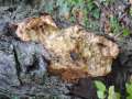 Sarcodontia crocea - Gelber Stachelschwamm - Sachsendorf
