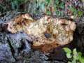 Sarcodontia crocea - Gelber Stachelschwamm - Sachsendorf