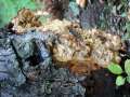 Sarcodontia crocea - Gelber Stachelschwamm - Sachsendorf