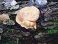 Panellus serotinus - Gelbstieliger Muschelseitling - Walbeck