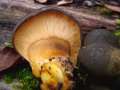 Panellus serotinus - Gelbstieliger Muschelseitling - Weferlingen